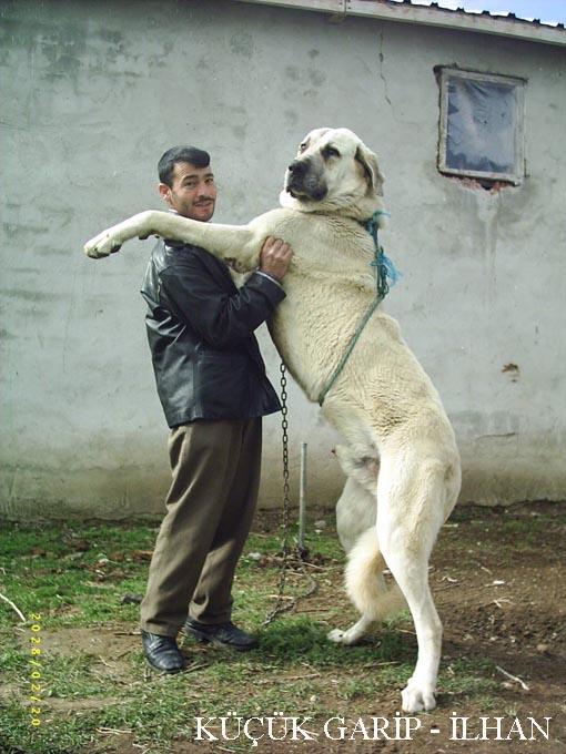  Kangal vs. Direwolf (Ulukurt)